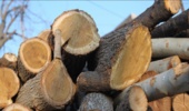  آذربایجان غربی/ کشف حدود 70 تن چوب قاچاق امسال در مهاباد
