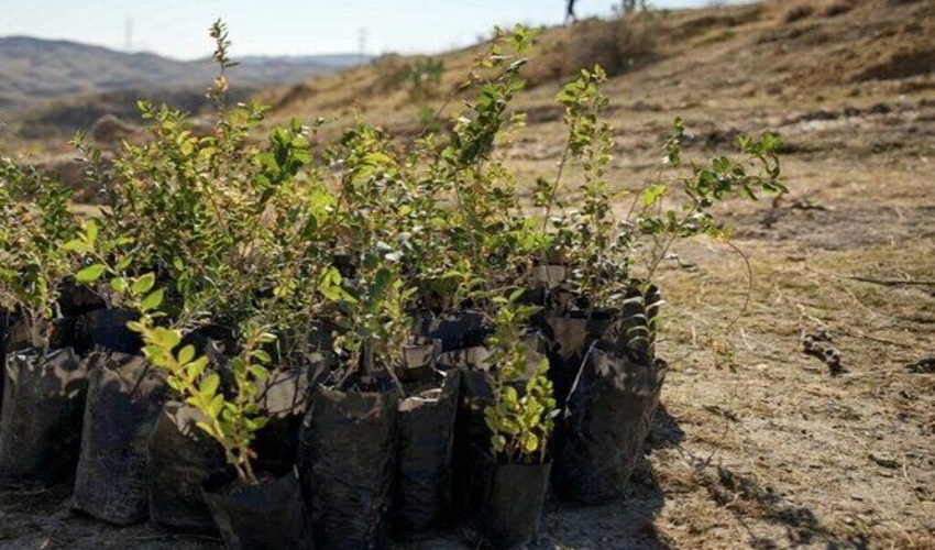 توزیع 250 هزار اصله نهال پسته در خراسان شمالی