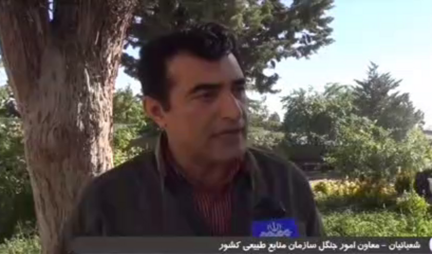 معاون امور جنگل سازمان منابع طبیعی و آبخیزداری کشور: سند احیای جنگل‌های زاگرس تهیه شد