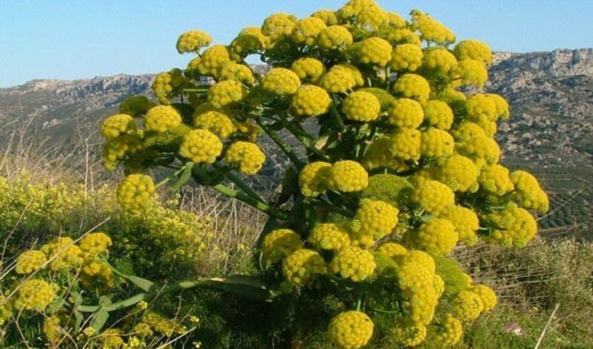 2760 گونه منحصر به فرد در کشور وجود دارد